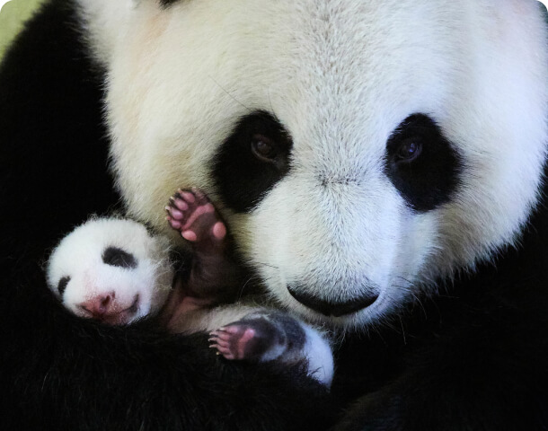 Panda with Baby
