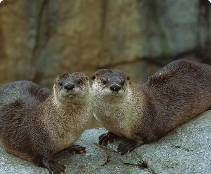 Pair of Otters