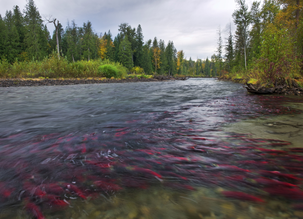 Protecting Canada's Freshwater Ecosytems
