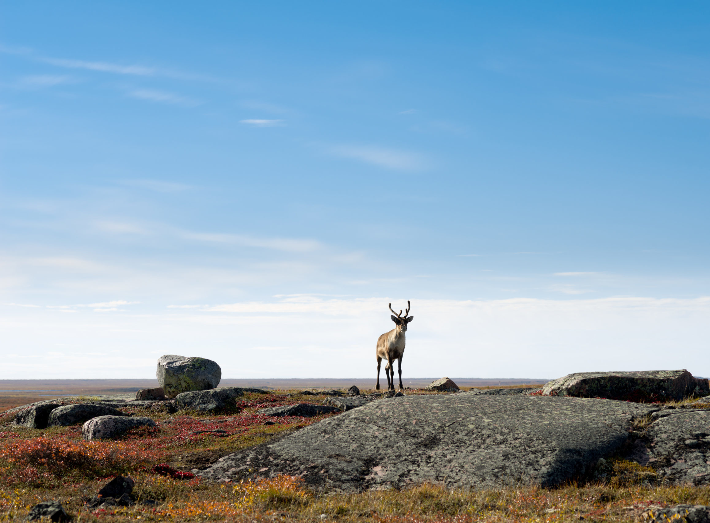 Caribou standing on rocks