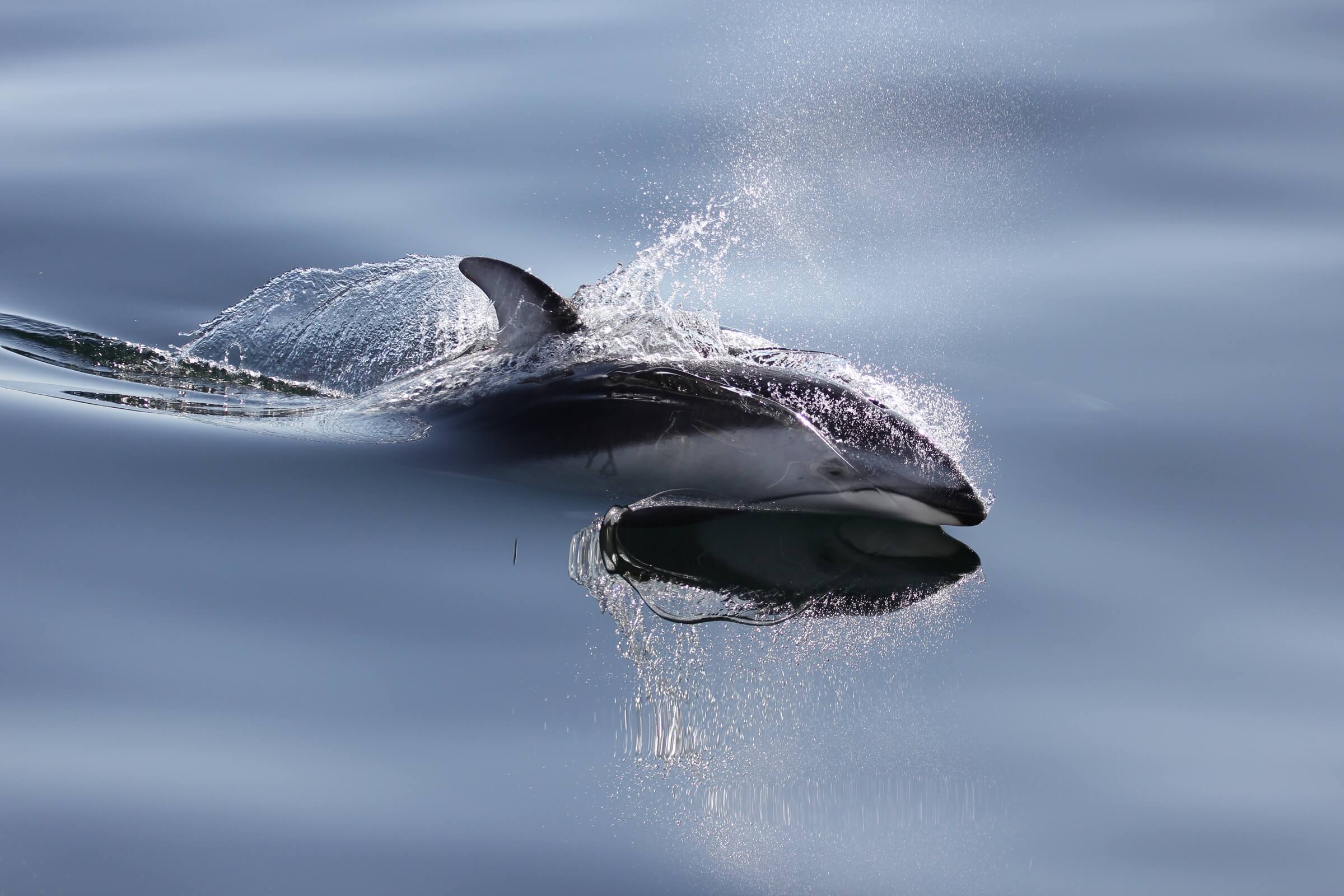 A Pacific white-sided dolphin in Hecate Strait, British Columbia