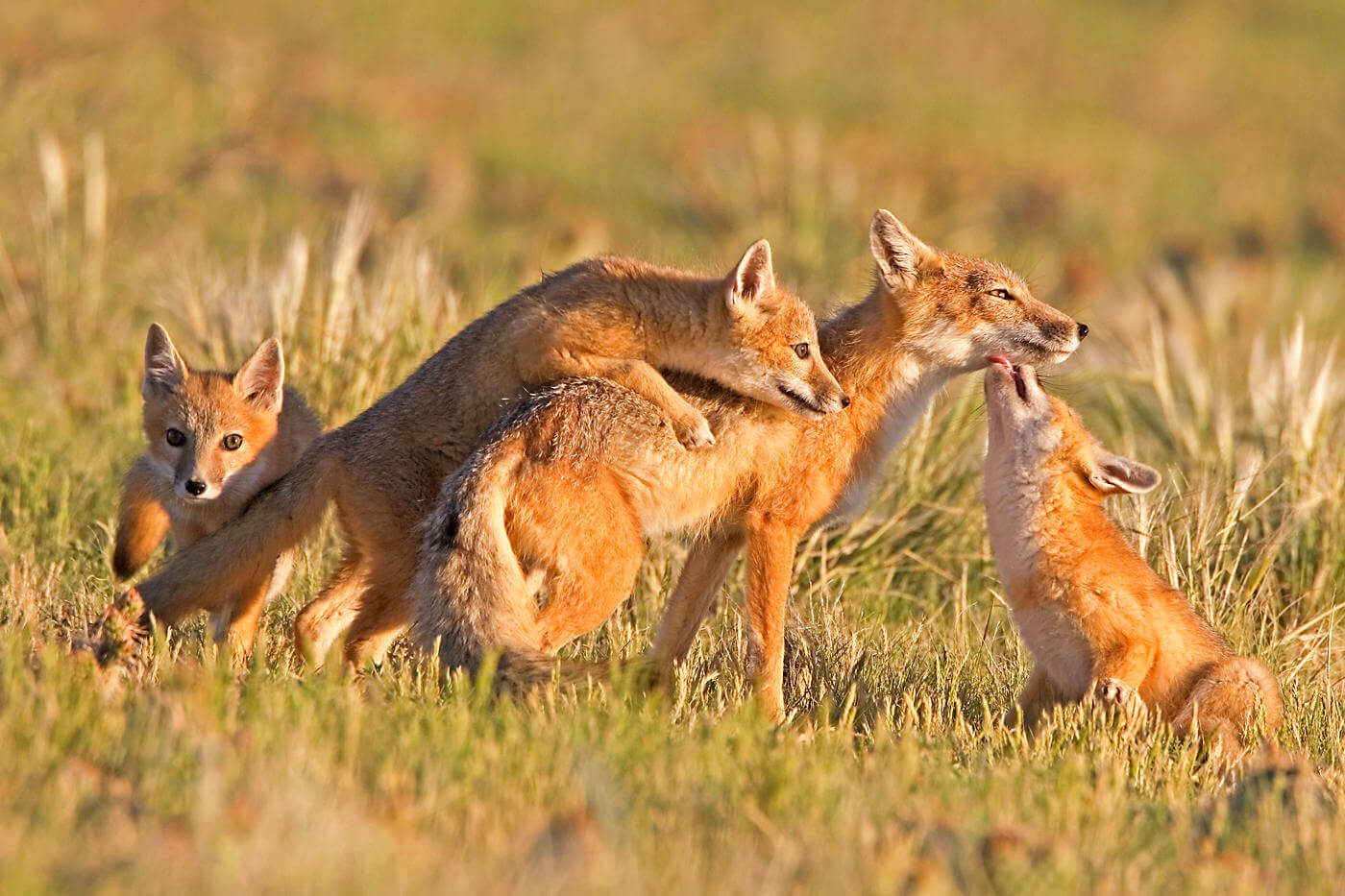 swift fox family