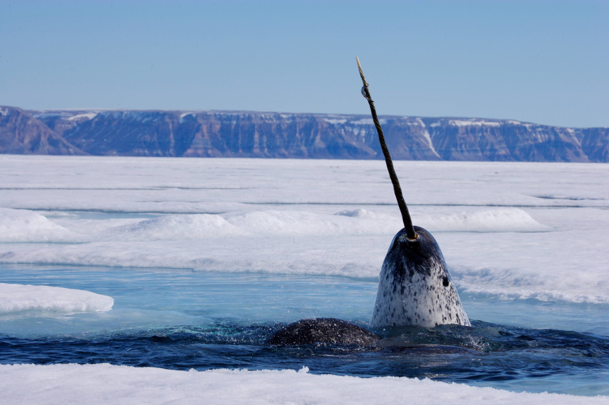 Image of a sole narwhal surfacing through a break in the ice.