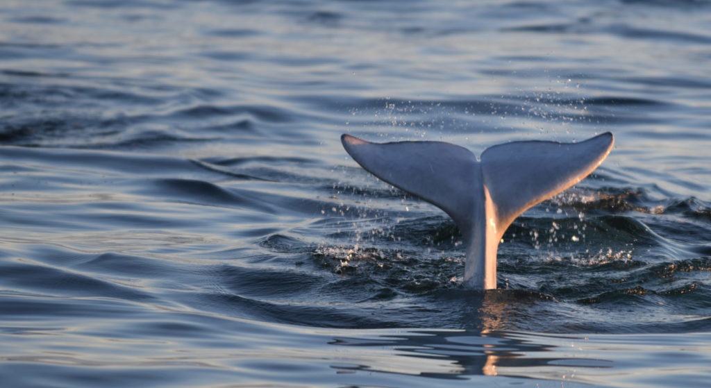 Beluga whale tail