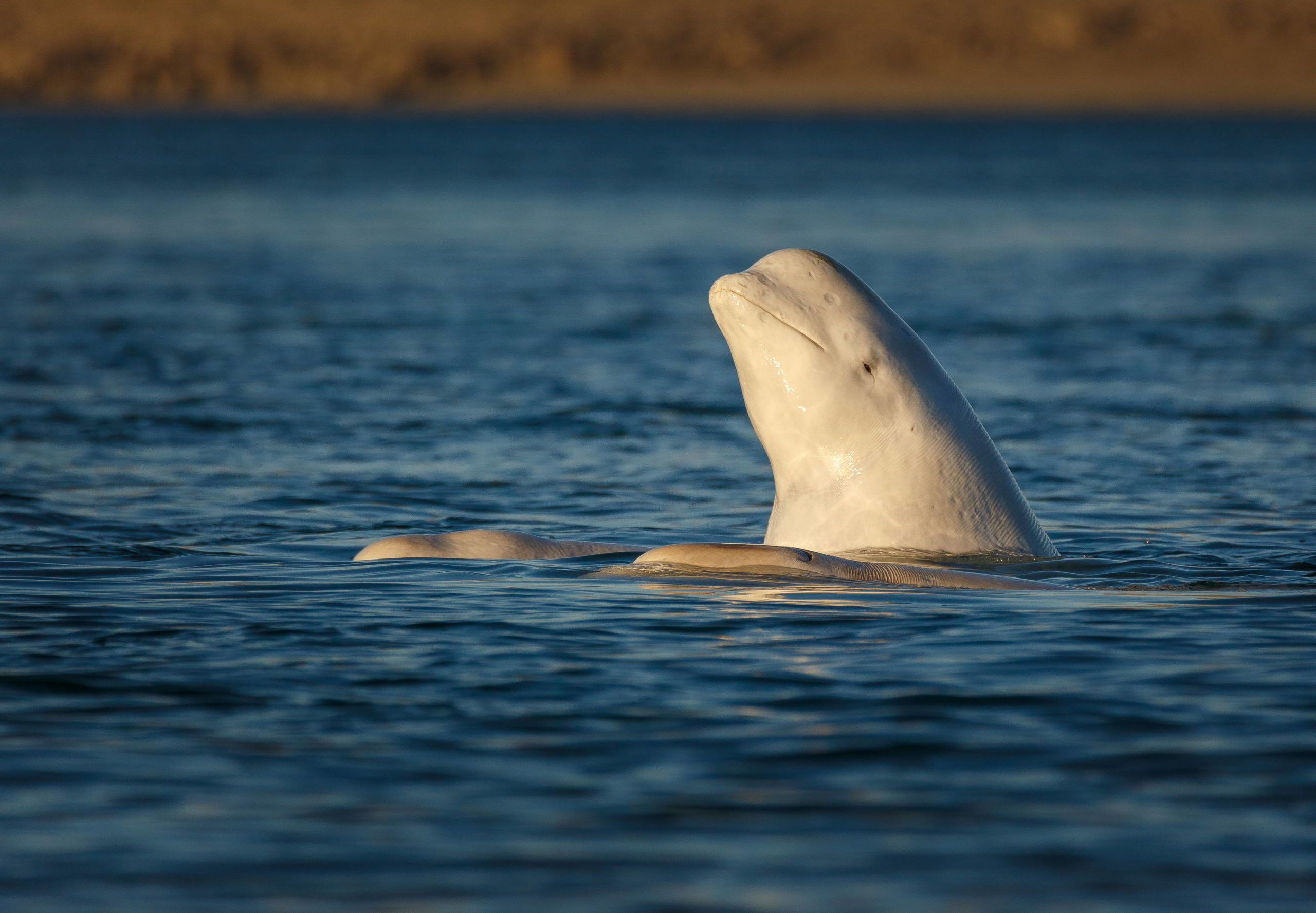 Beluga whale, Somerset Island, Canadian High Arctic.