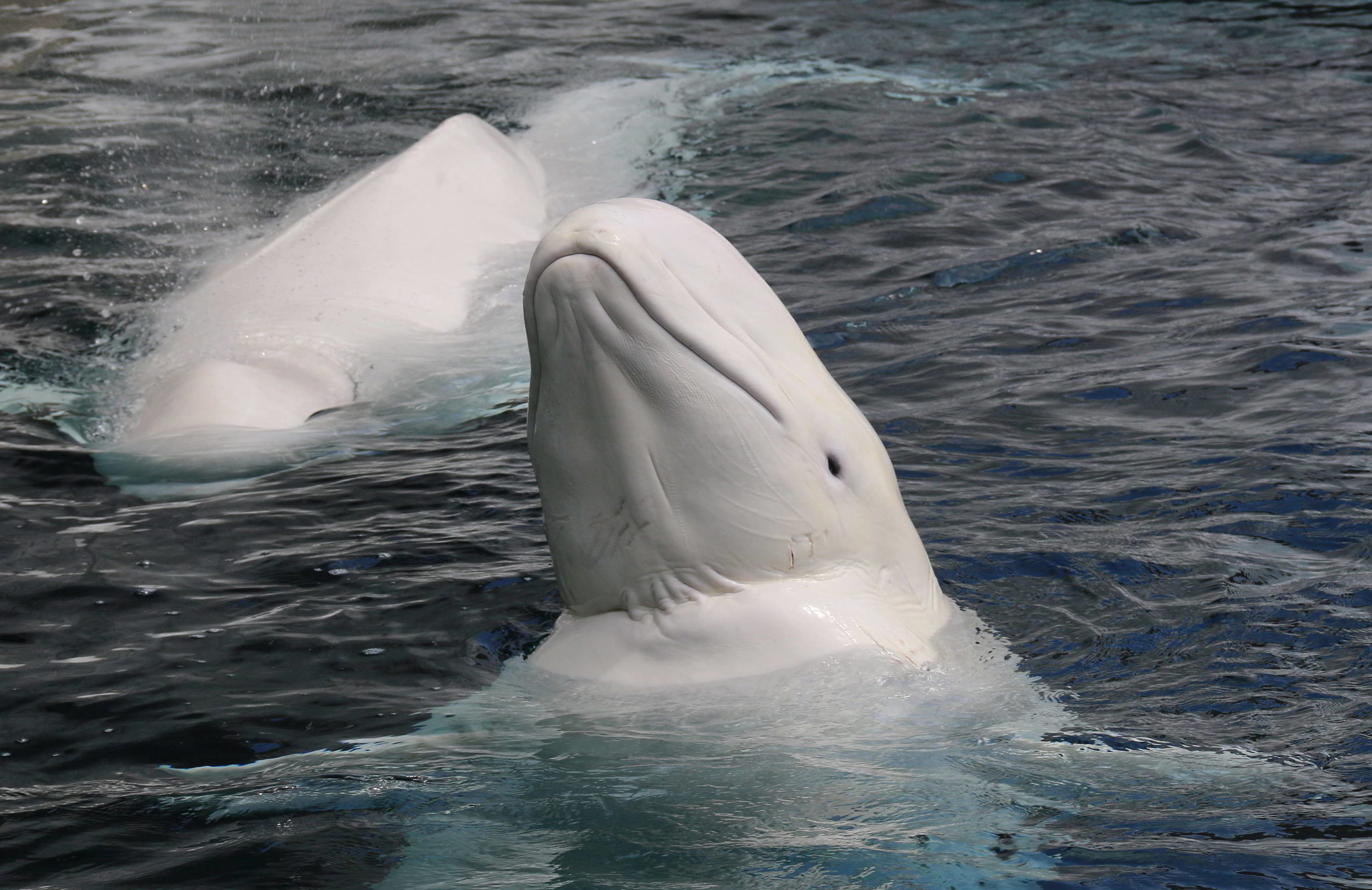 white whale meaning