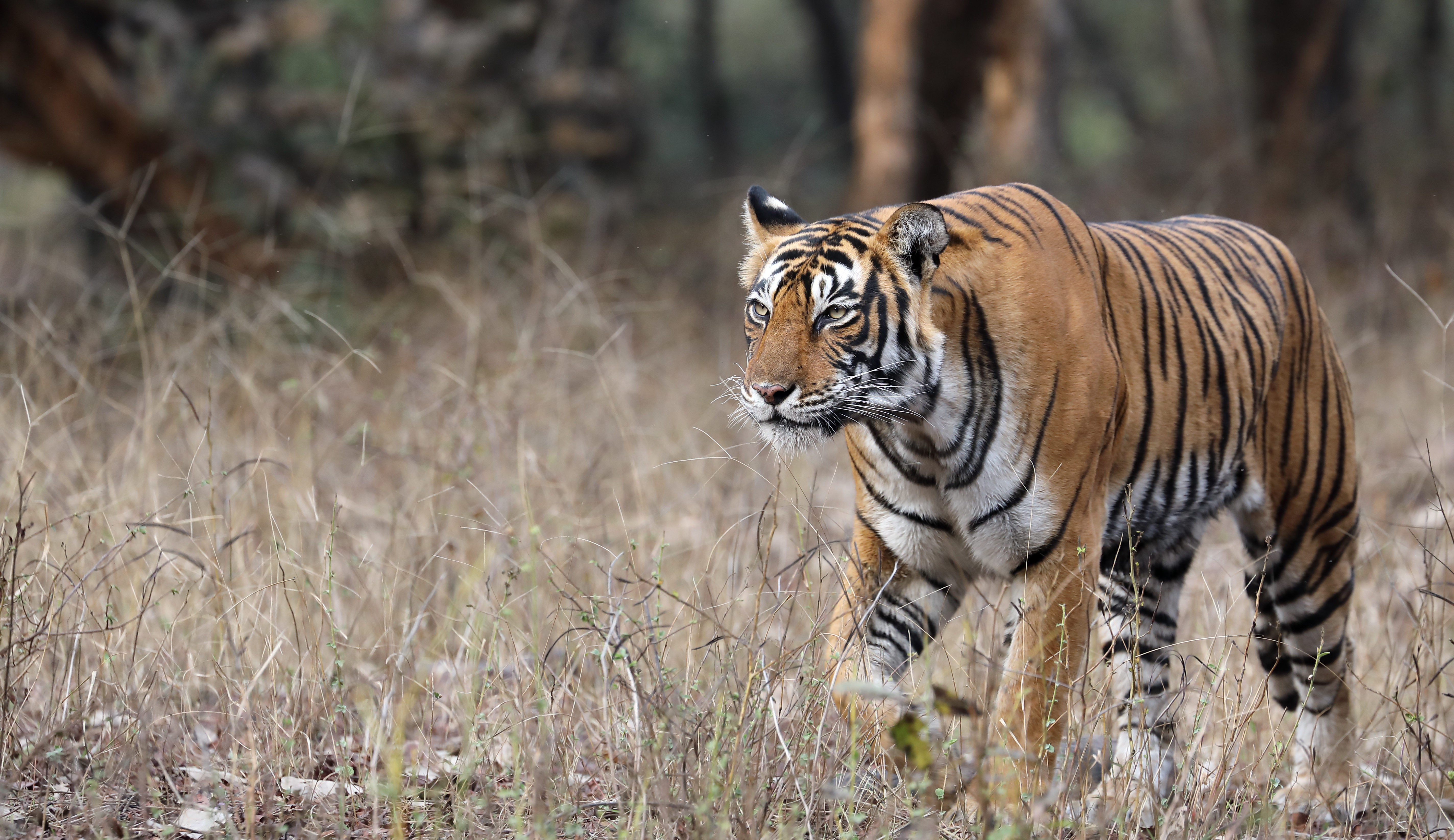 Bengal tiger in Ranthambore, India.