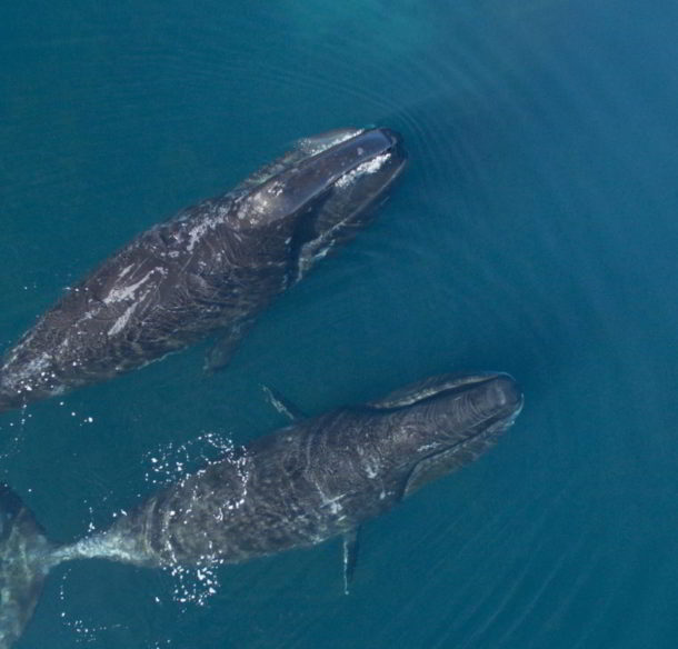 Bowhead whales in Cumberland Sound, Nunavut, Canada.