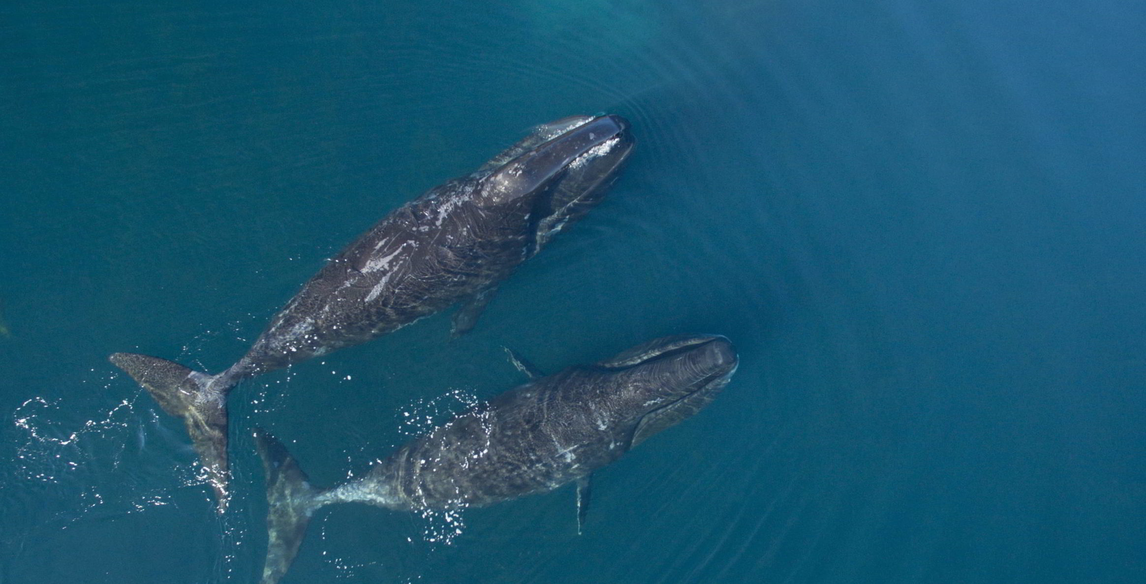 Bowhead whales in Cumberland Sound, Nunavut, Canada.