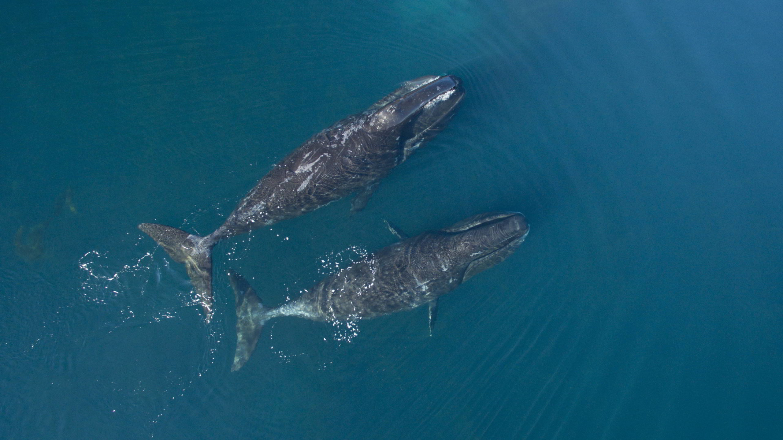 Bowhead whales in Cumberland Sound, Nunavut, Canada.