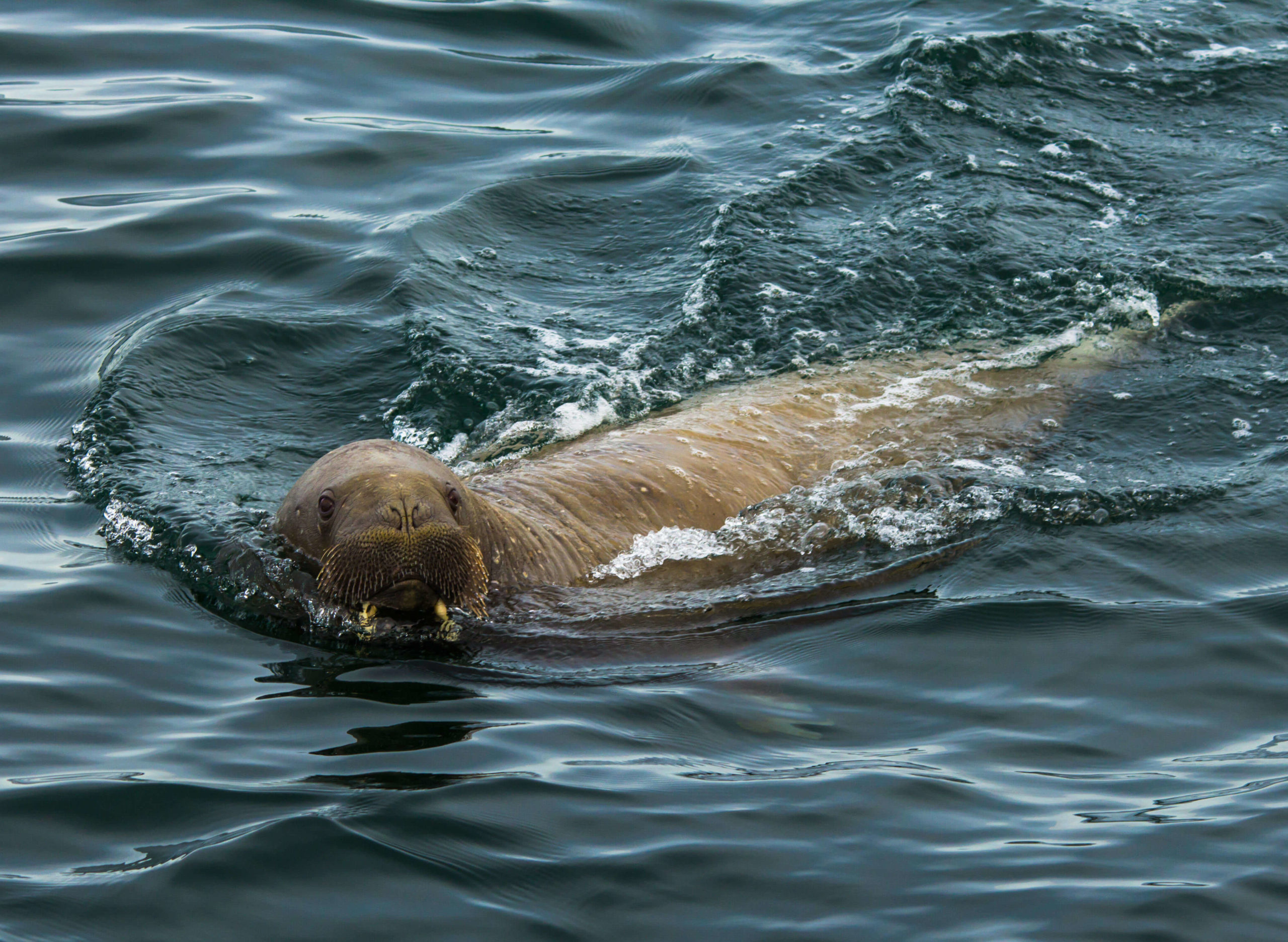 Atlantic Walrus Swimming