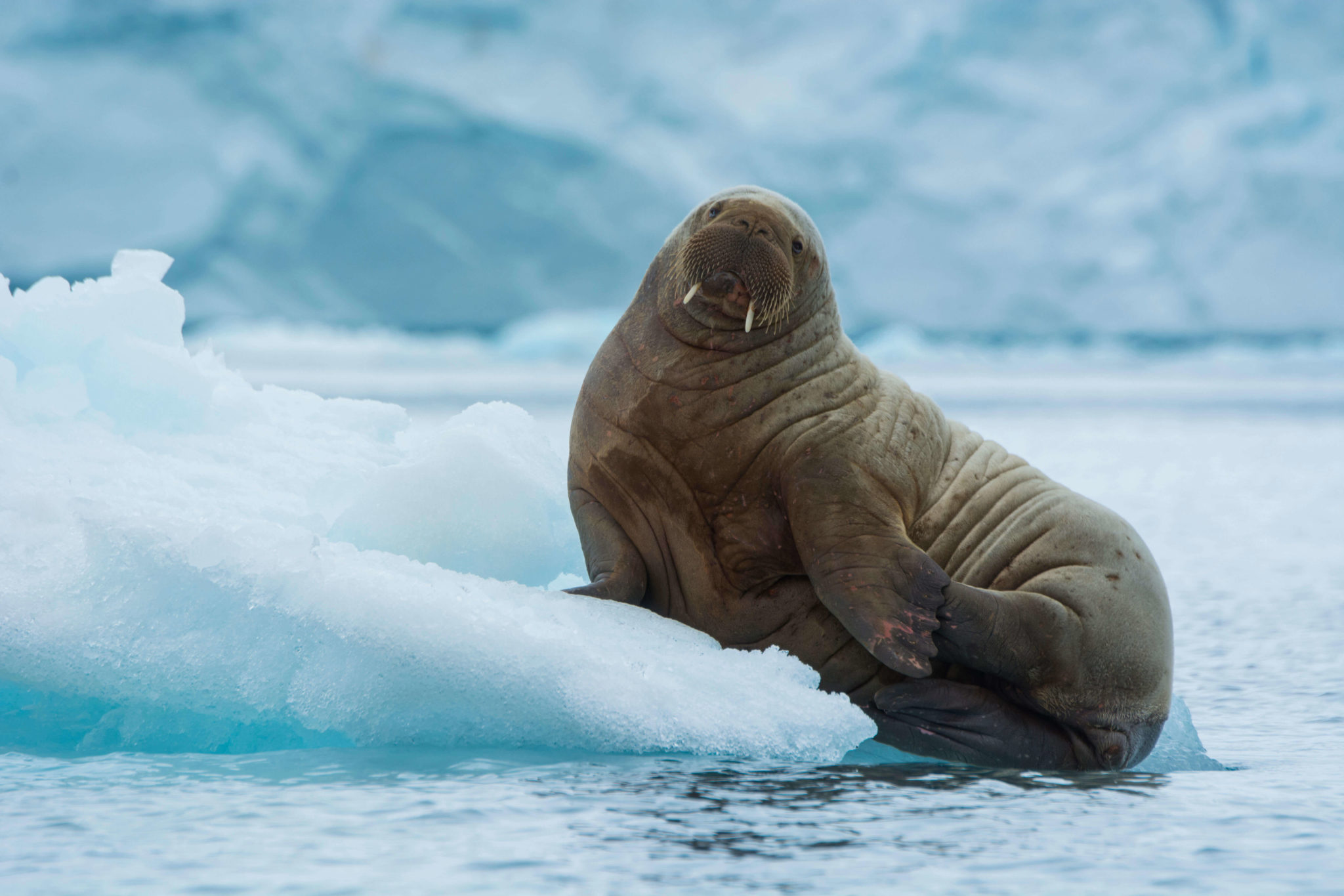 Endangered & Threatened Species In Canada | WWF.CA