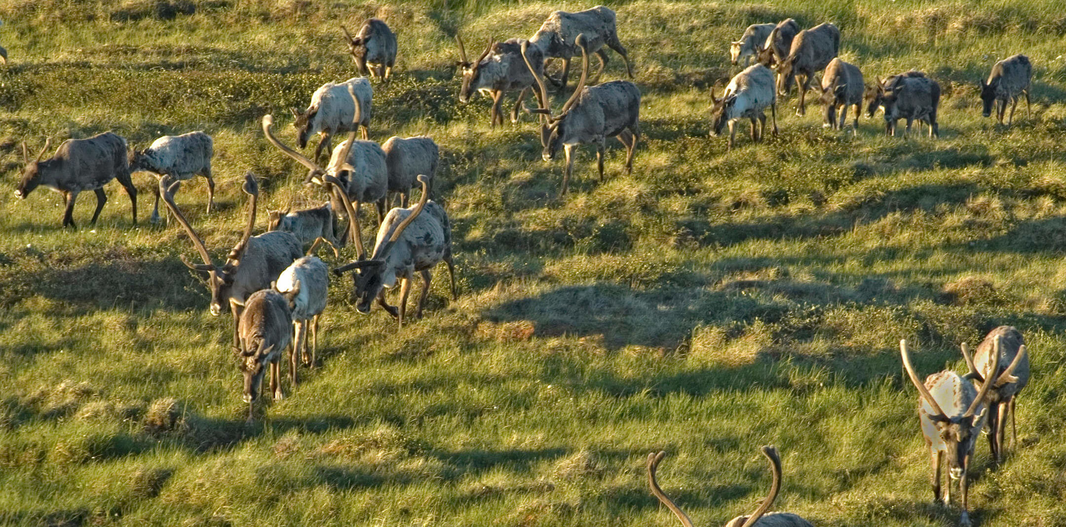 CARIBOU CALVING AREAS - Herd of barren-ground Caribou at Back River