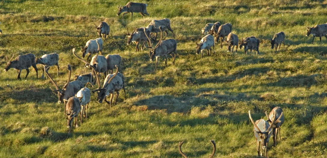 CARIBOU CALVING AREAS - Herd of barren-ground Caribou at Back River