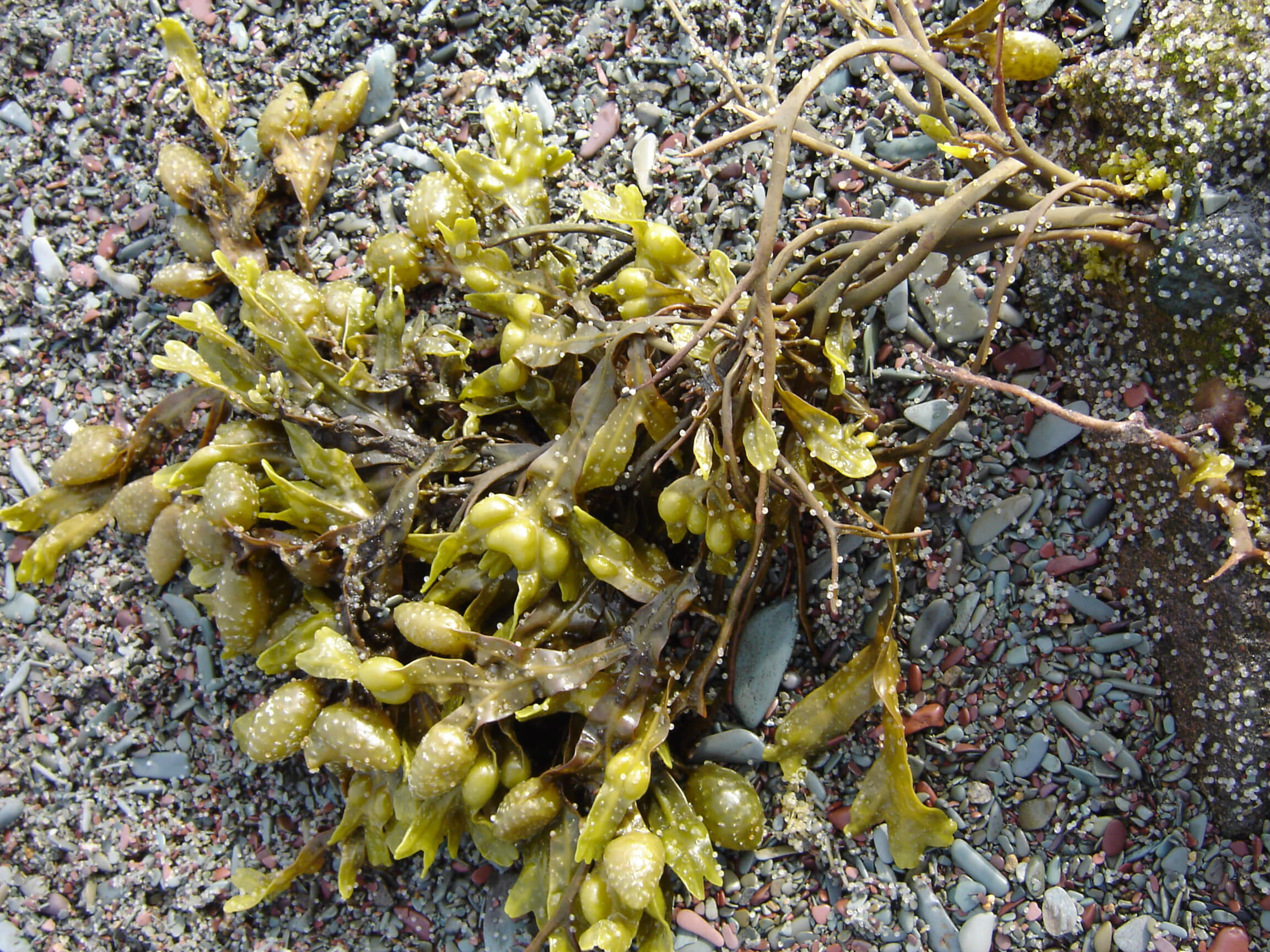 apelin (Mallotus villosus) eggs on kelp