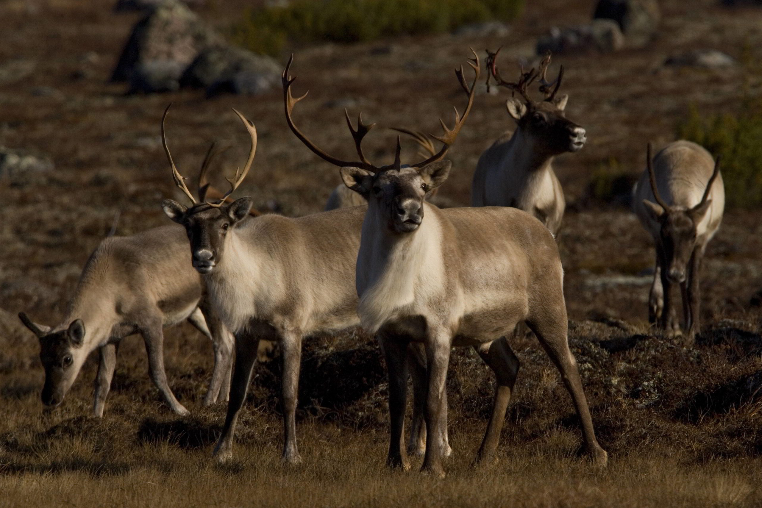 Caribou from the George River area, Labrador, Canada.