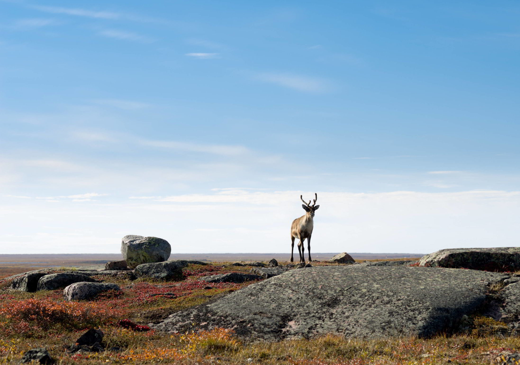 Caribou standing on rocks.