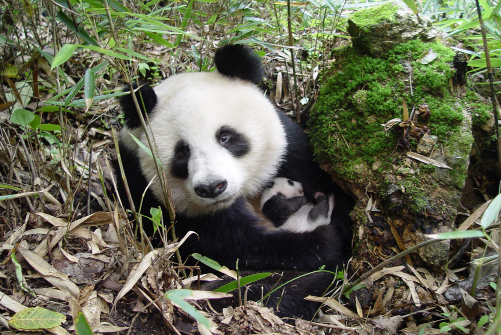 Giant Panda with a young cub in Shaanxi province, China.
