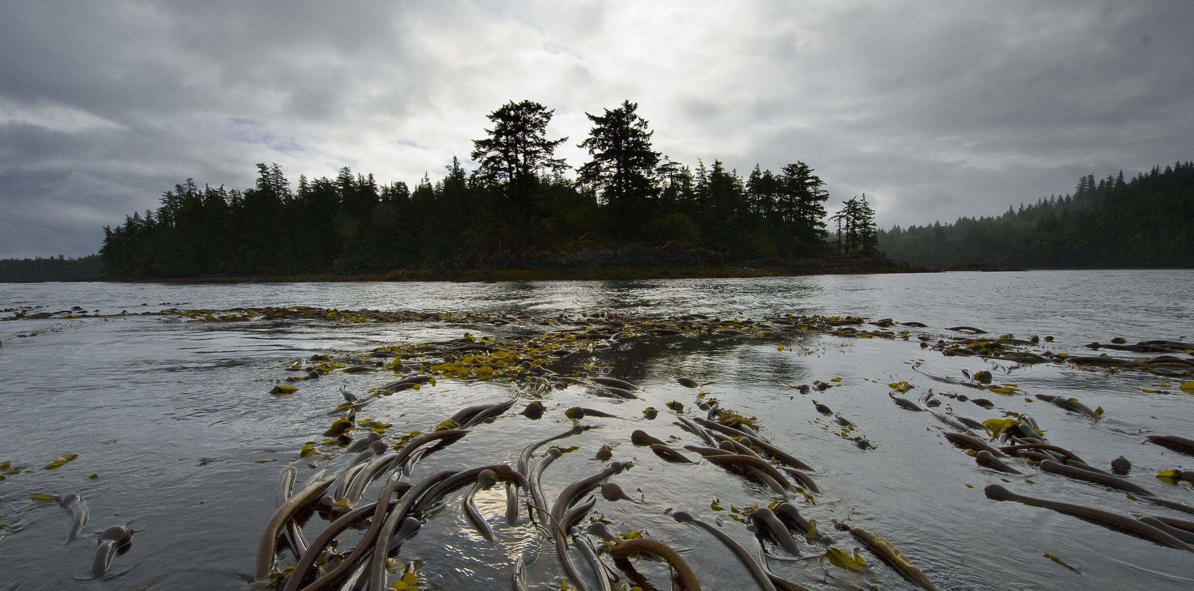 A kelp bed near Hot Spring Island, Haida Gwaii, British Columbia, Canada
