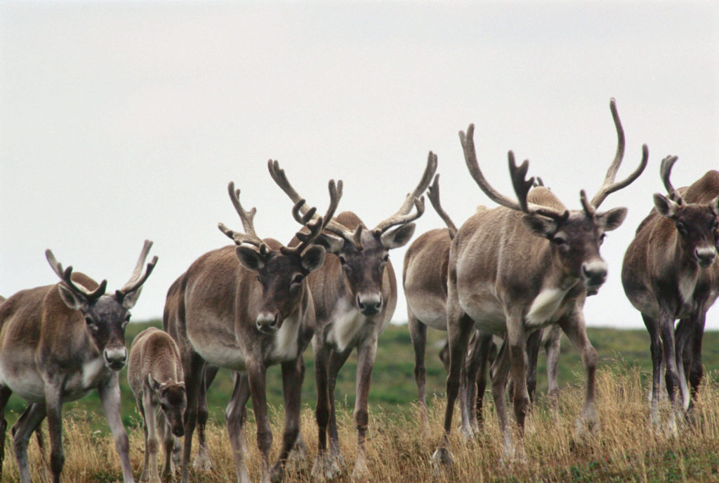 herd of caribou