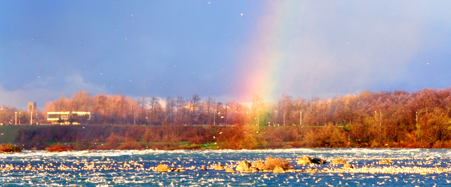 Flock of birds and a rainbow in autumn, Niagara River, Niagara Falls, Ontario, Canada.