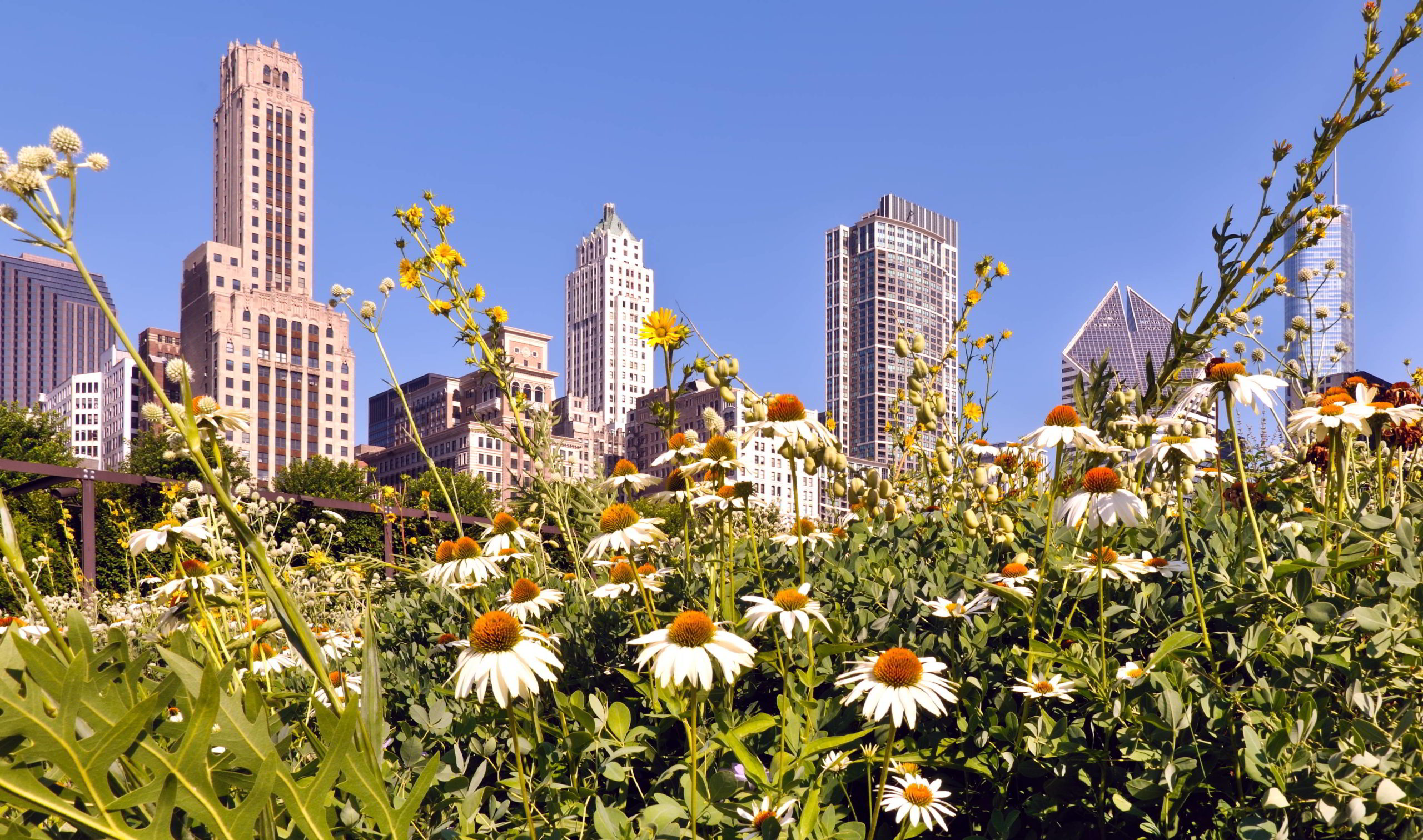 Image of daises with tall buildings in background.