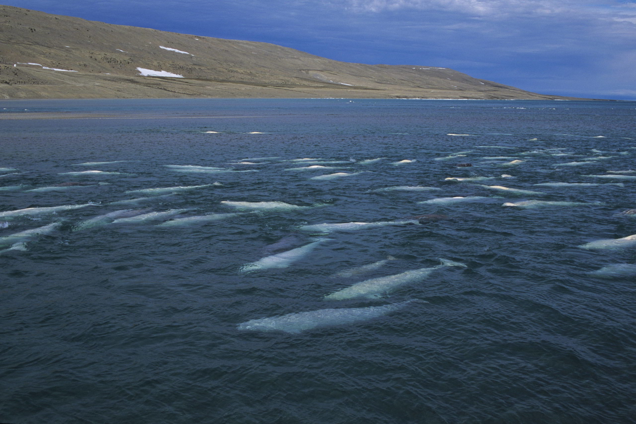 Large pod of Beluga whales in the Canadian Arctic.