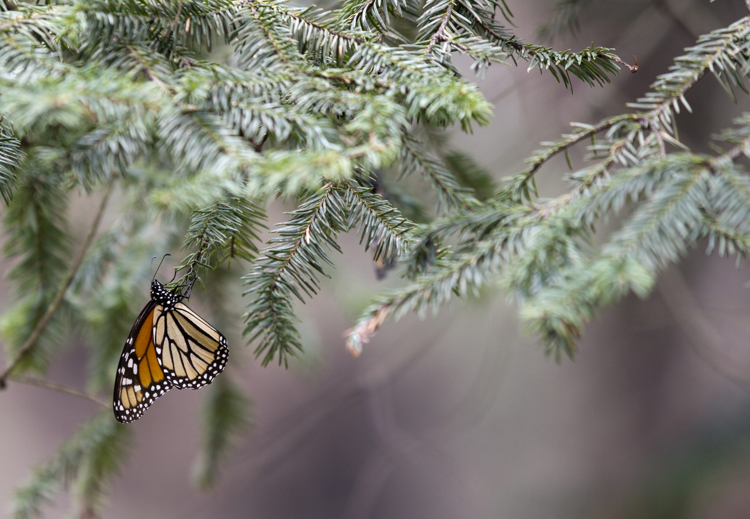 Monarch Butterflies at the Monarch Biosphere Reserve, Mexico