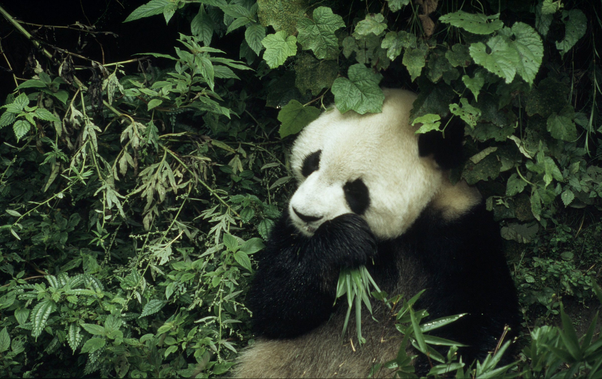 Ailuropoda melanoleuca Giant panda 6 year old male eating bamboo Wolong Research Centre, 