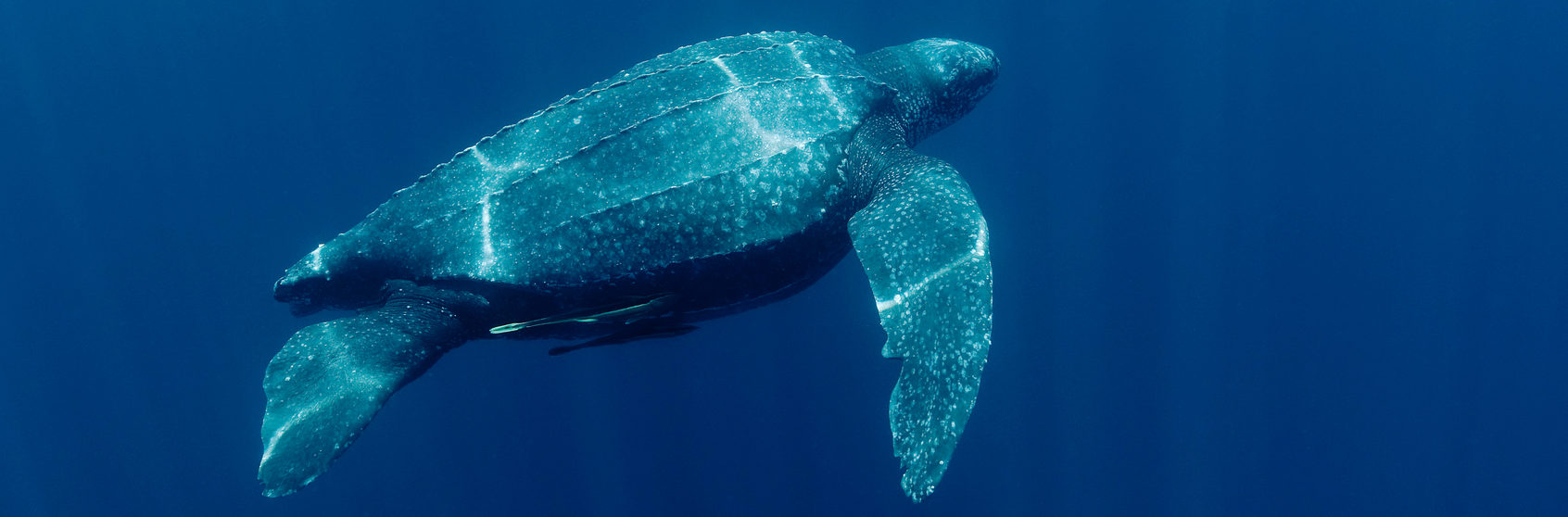 Leatherback turtle (Dermochelys coriacea) underwater, Indonesia