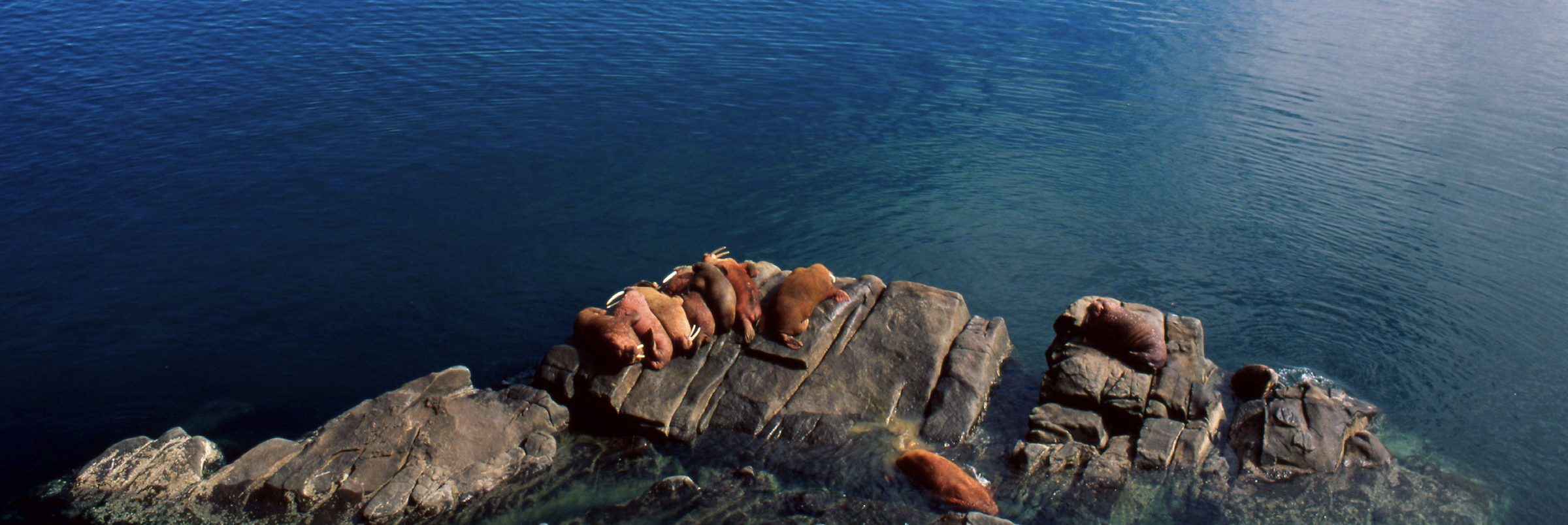 Odobenus rosmarus divergens Pacific walrus Males at "haul-out" Round Island, Alaska, United States of America