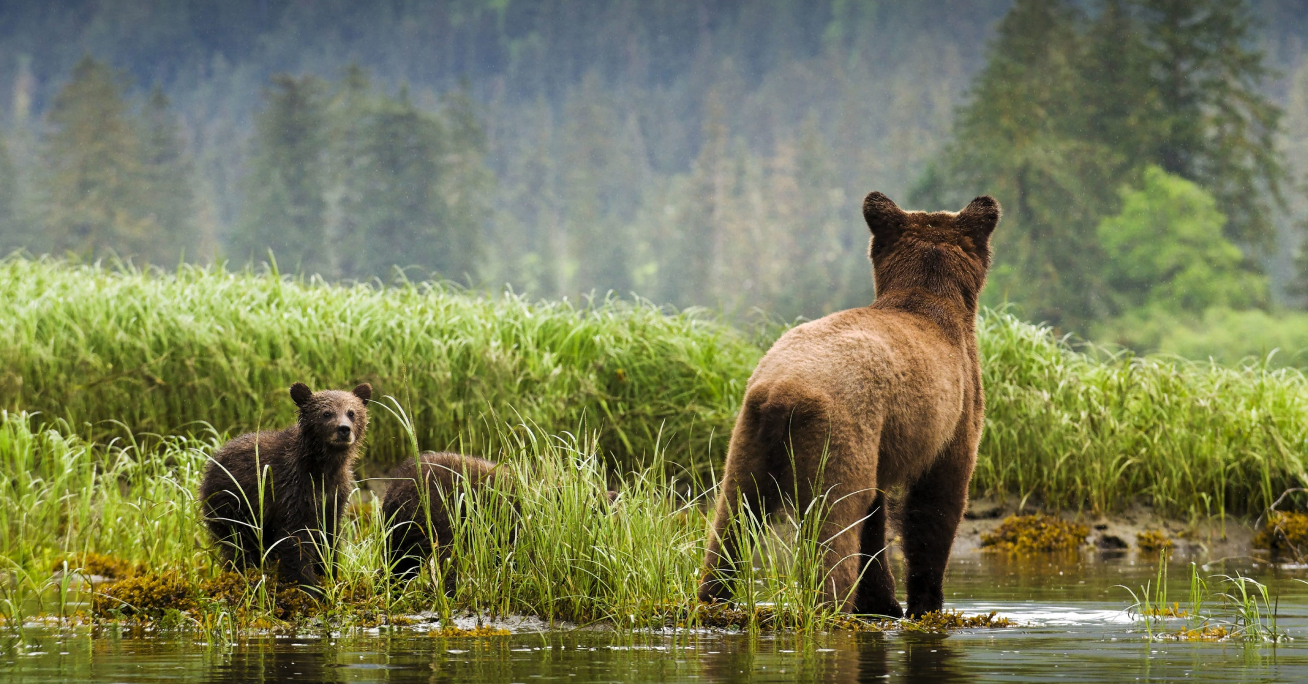 grizzly bear and cub