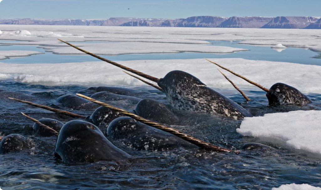 A group of narwhals