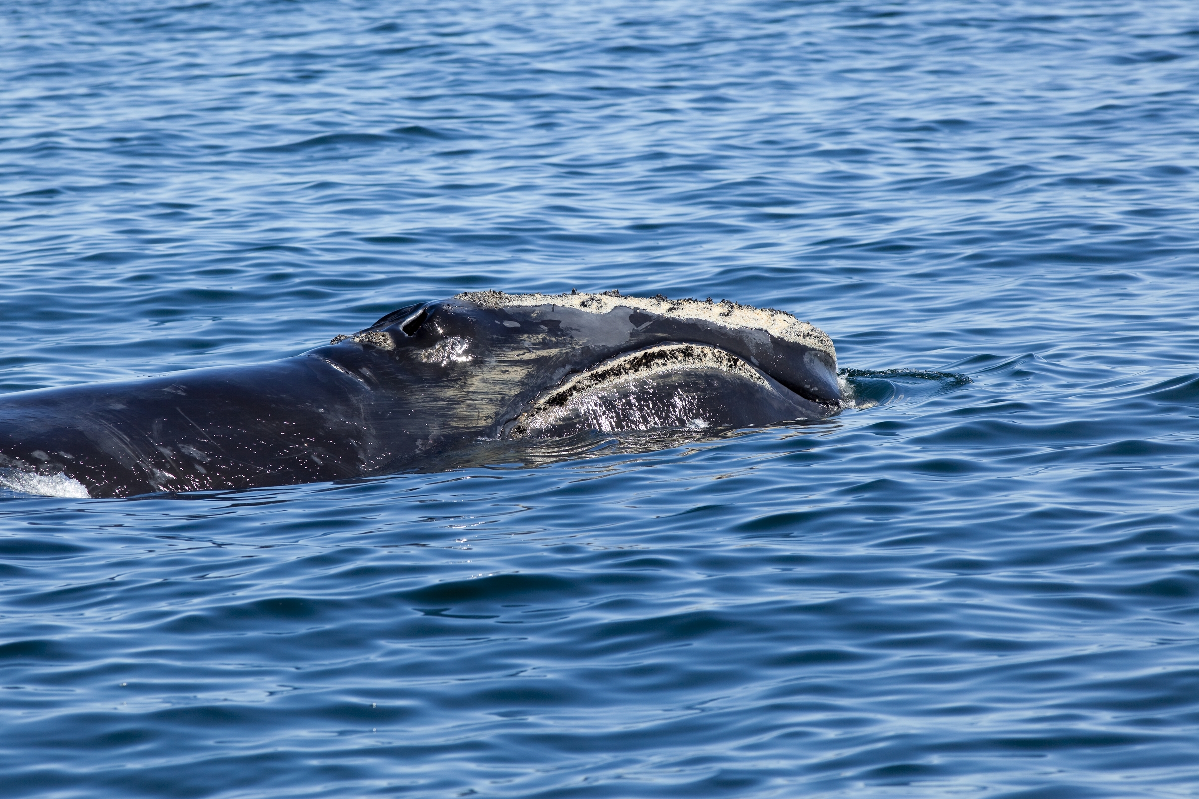 North Atlantic right whale off Grand Manan Island, Bay of Fundy, New Brunswick, Canada.
