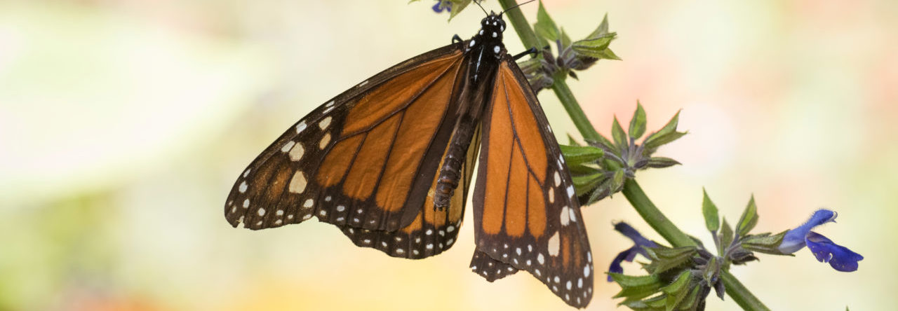 Monarch butterfly roost, El Rosario, Mexico