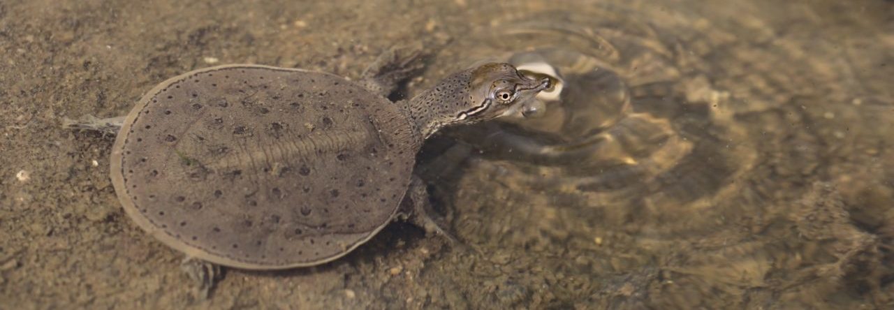 Spiny softshell turtle hatchling