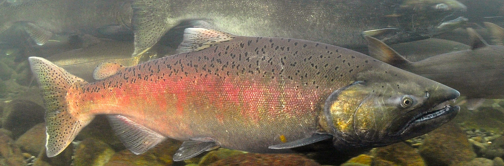Chinook salmon (Oncorhynchus tshawytscha) in British Columbia, Canada.