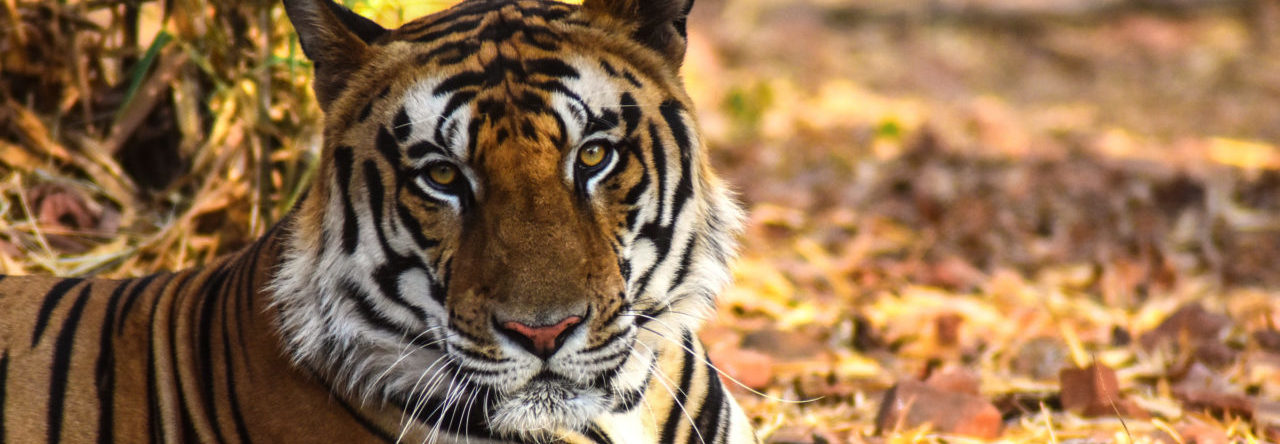 Bengal tiger (Panthera tigris tigris) in the Kanha National Park, India