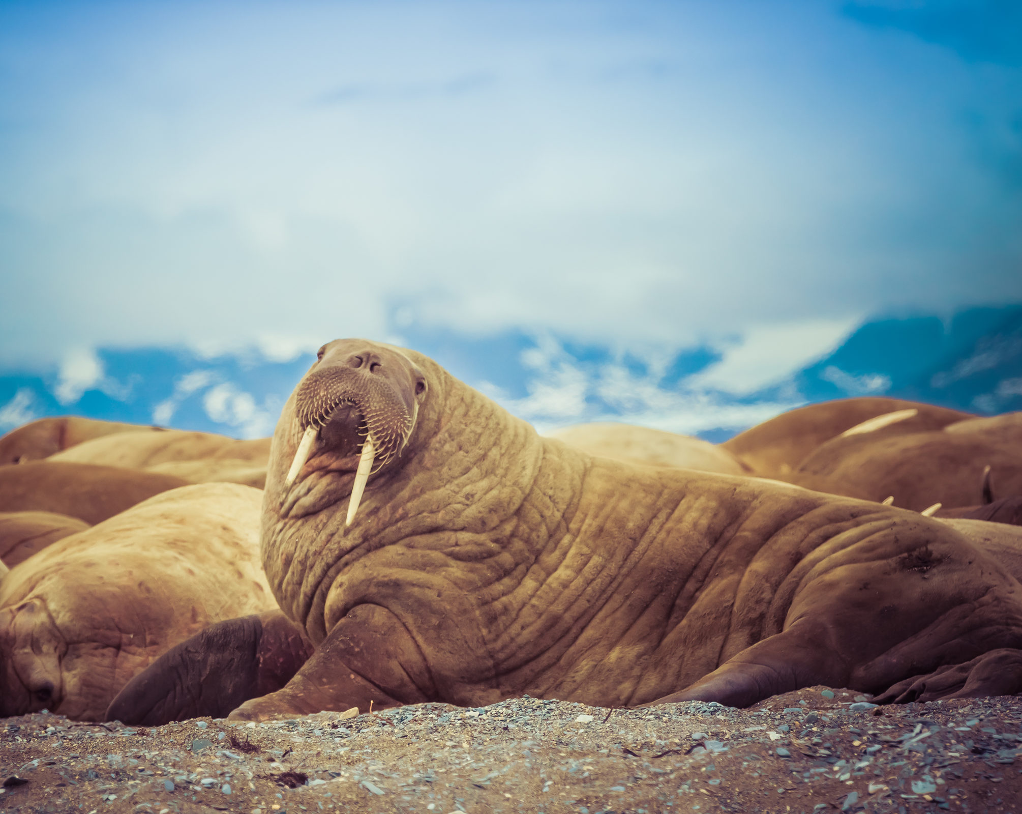 Walrus Stencil
