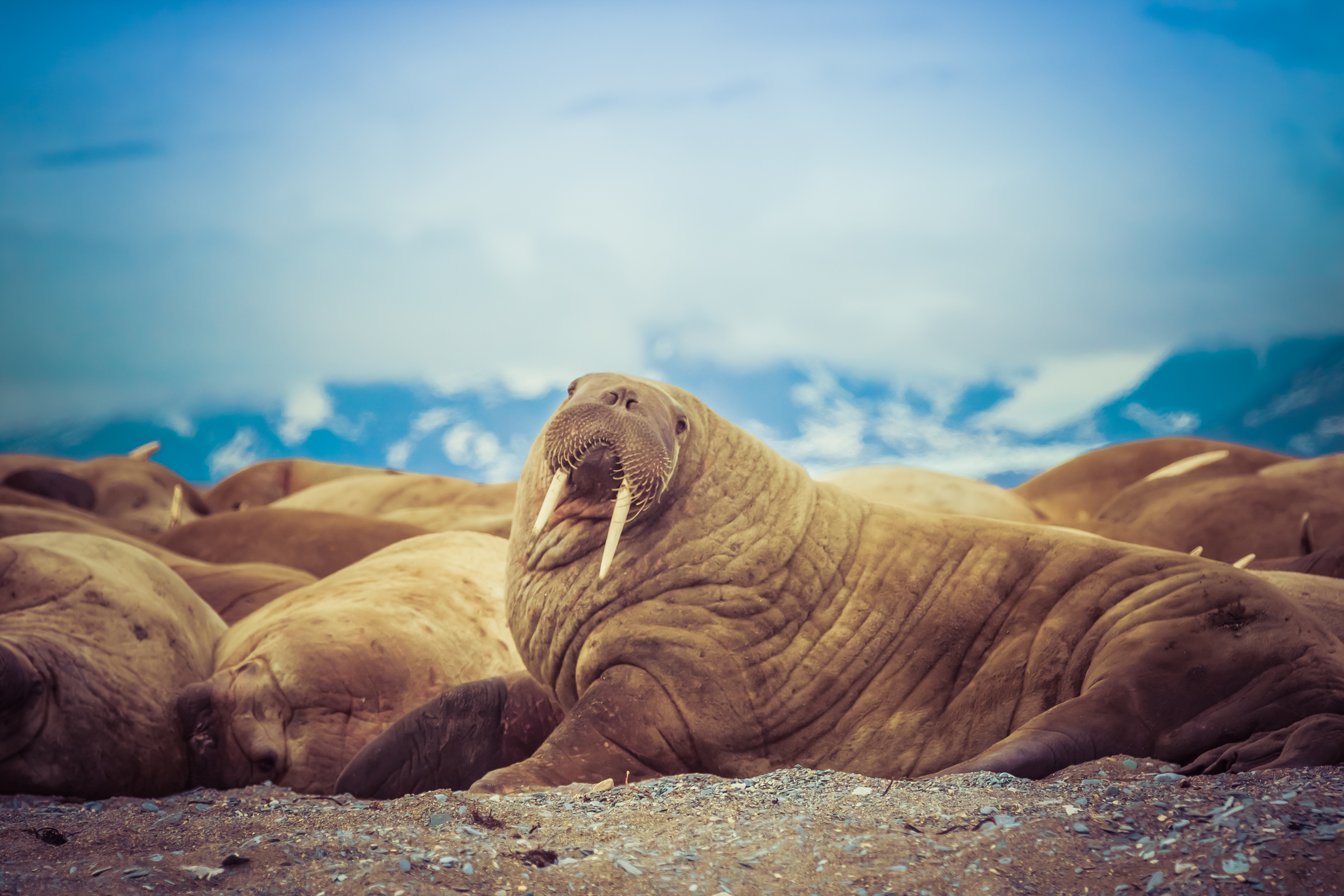 Walrus (Odobenus rosmarus) in Poolepynton point in Svalbard, Norway