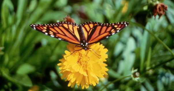 Monarch Butterfly perched on yellow flower