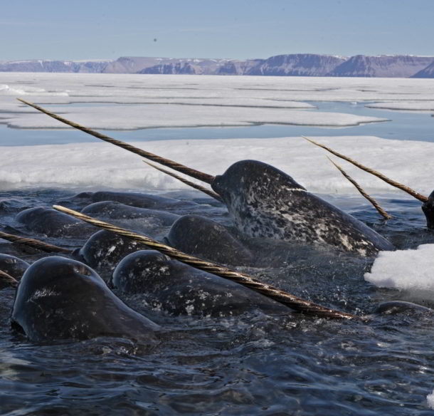 A pod of male narwhal in Nunavut, Canada