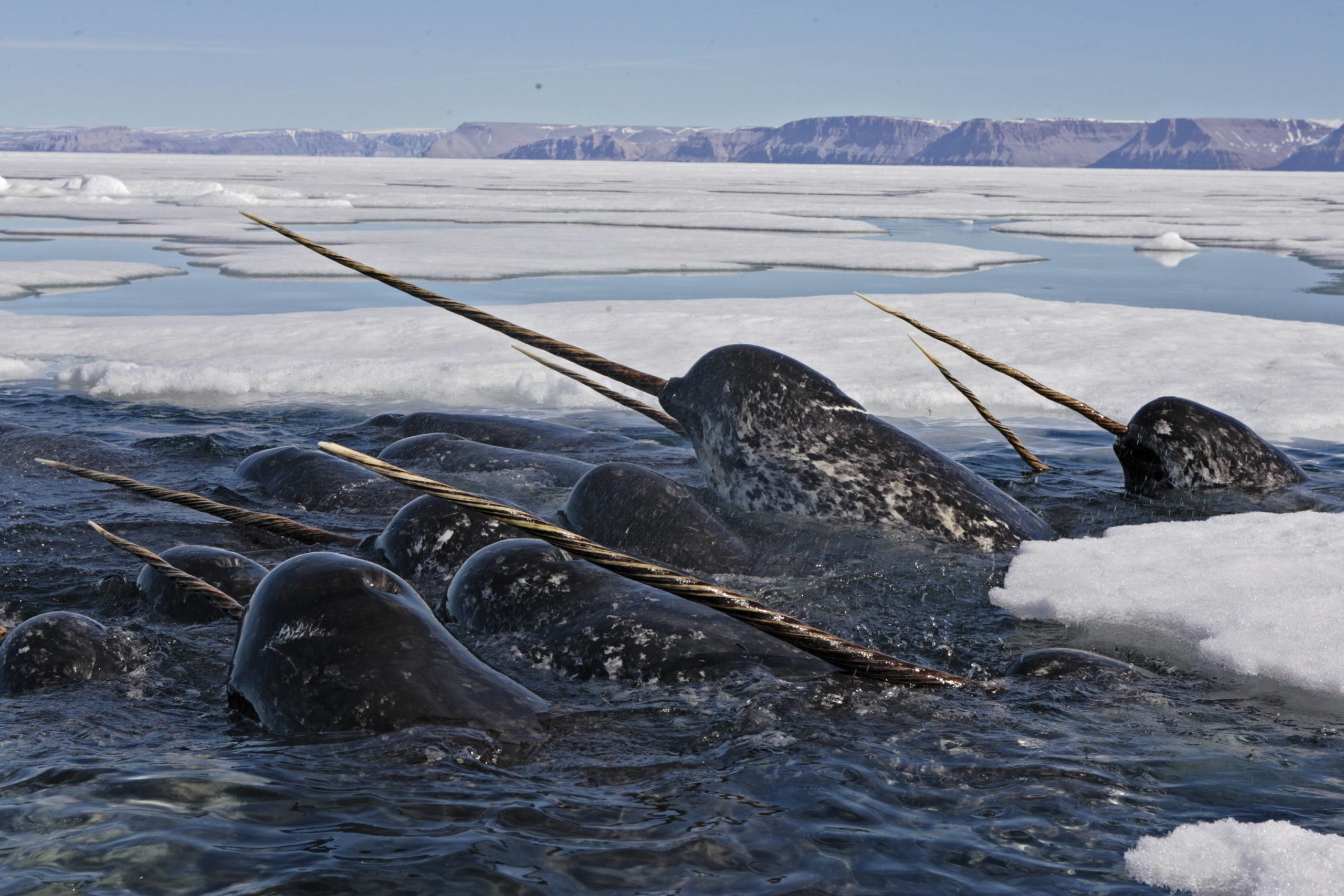 Narwhal A pod of male narwhal (Monodon monoceros) in Nunavut, Canada