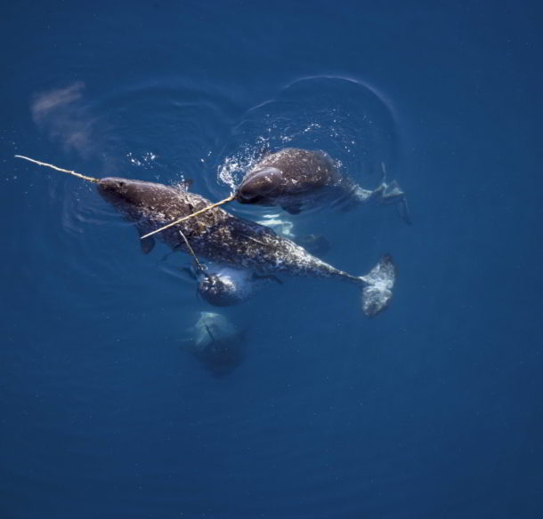Narwhal Male narwhals caress one another with their tusks in Nunavut, Canada.