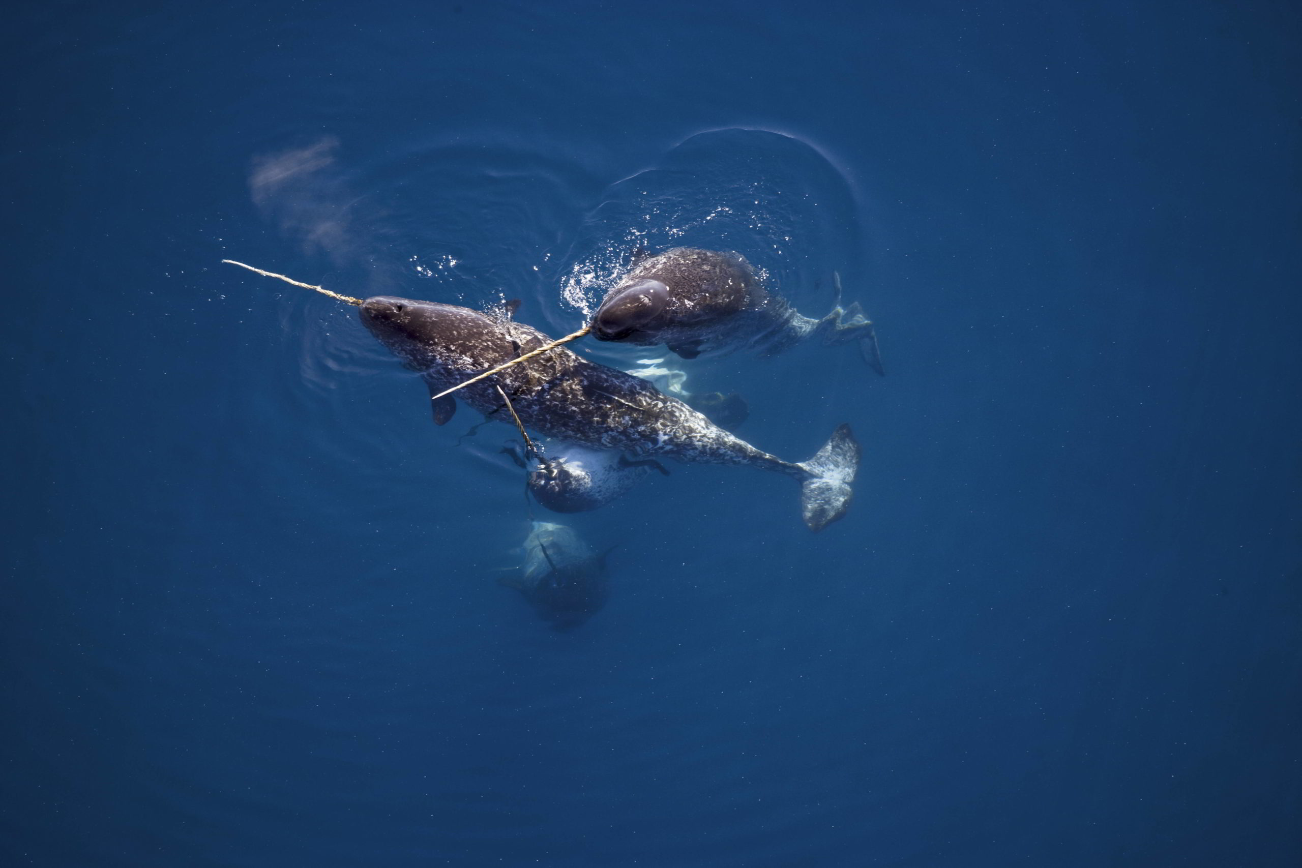 Narwhal Male narwhals caress one another with their tusks in Nunavut, Canada.