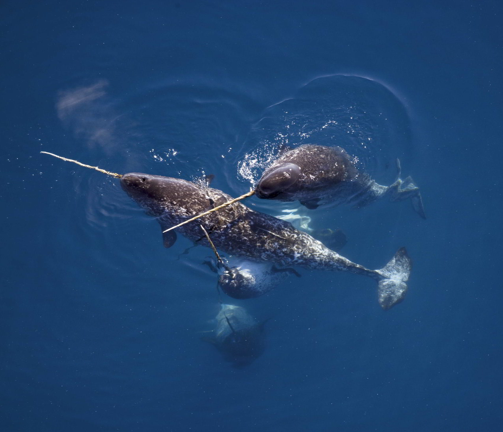 Male narwhals caress one another with their tusks in Nunavut, Canada.