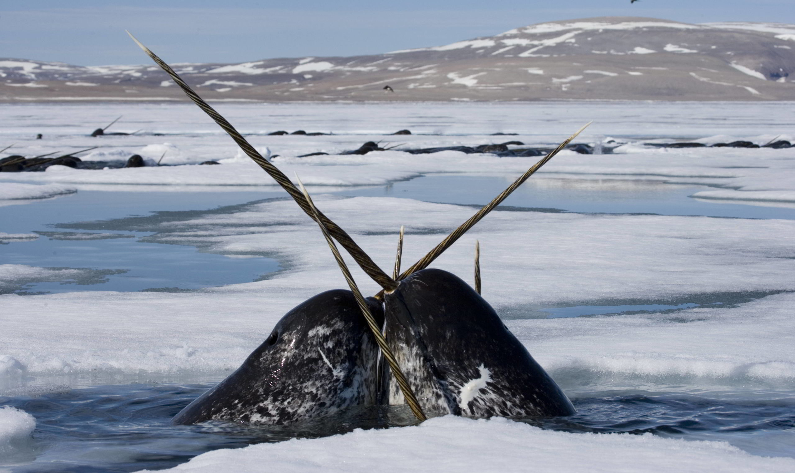 Two narwhal surfacing to breathe in Lancaster Sound, Nunavut, Canada