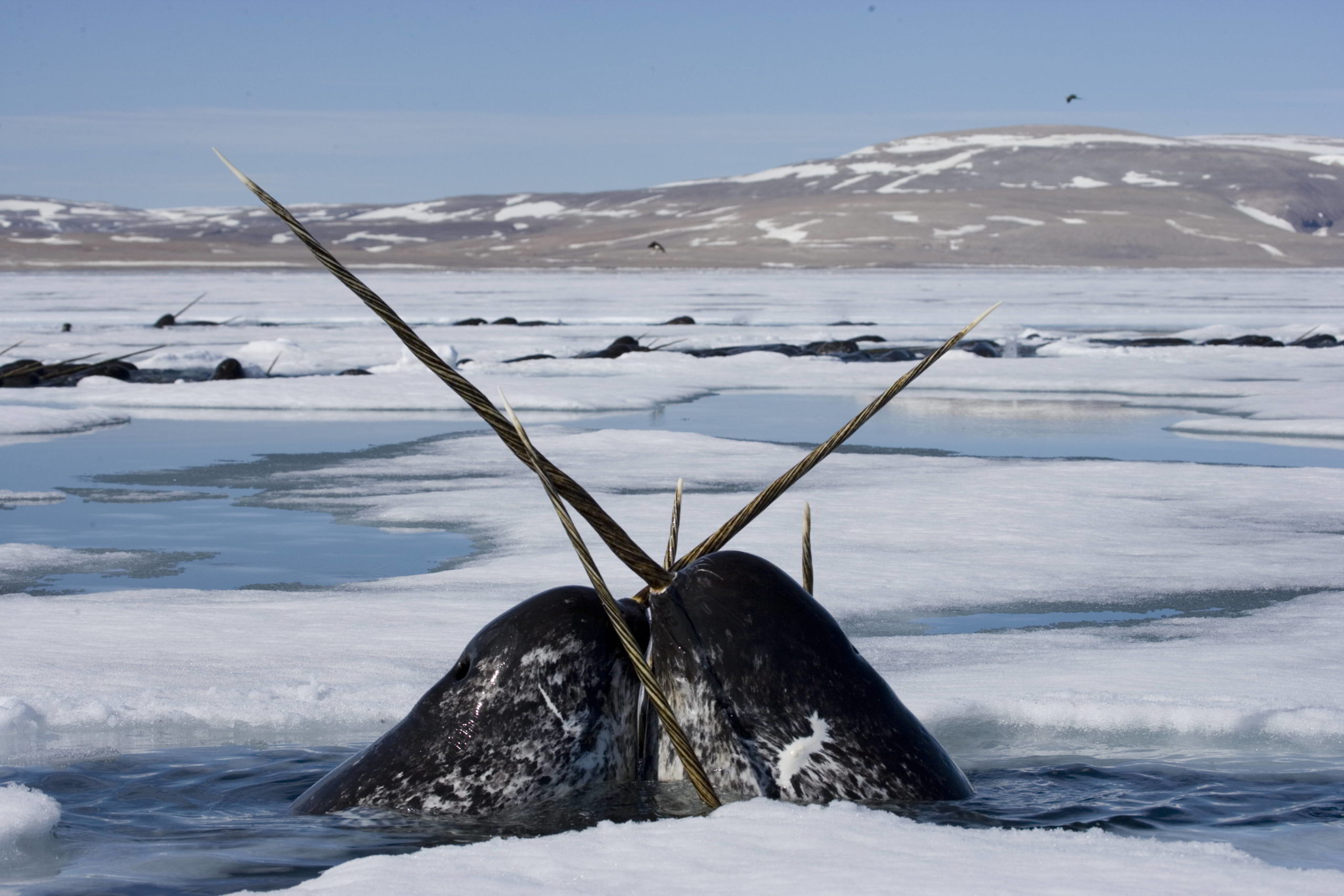 Narwhal Two narwhal surfacing to breathe in Lancaster Sound, Nunavut, Canada