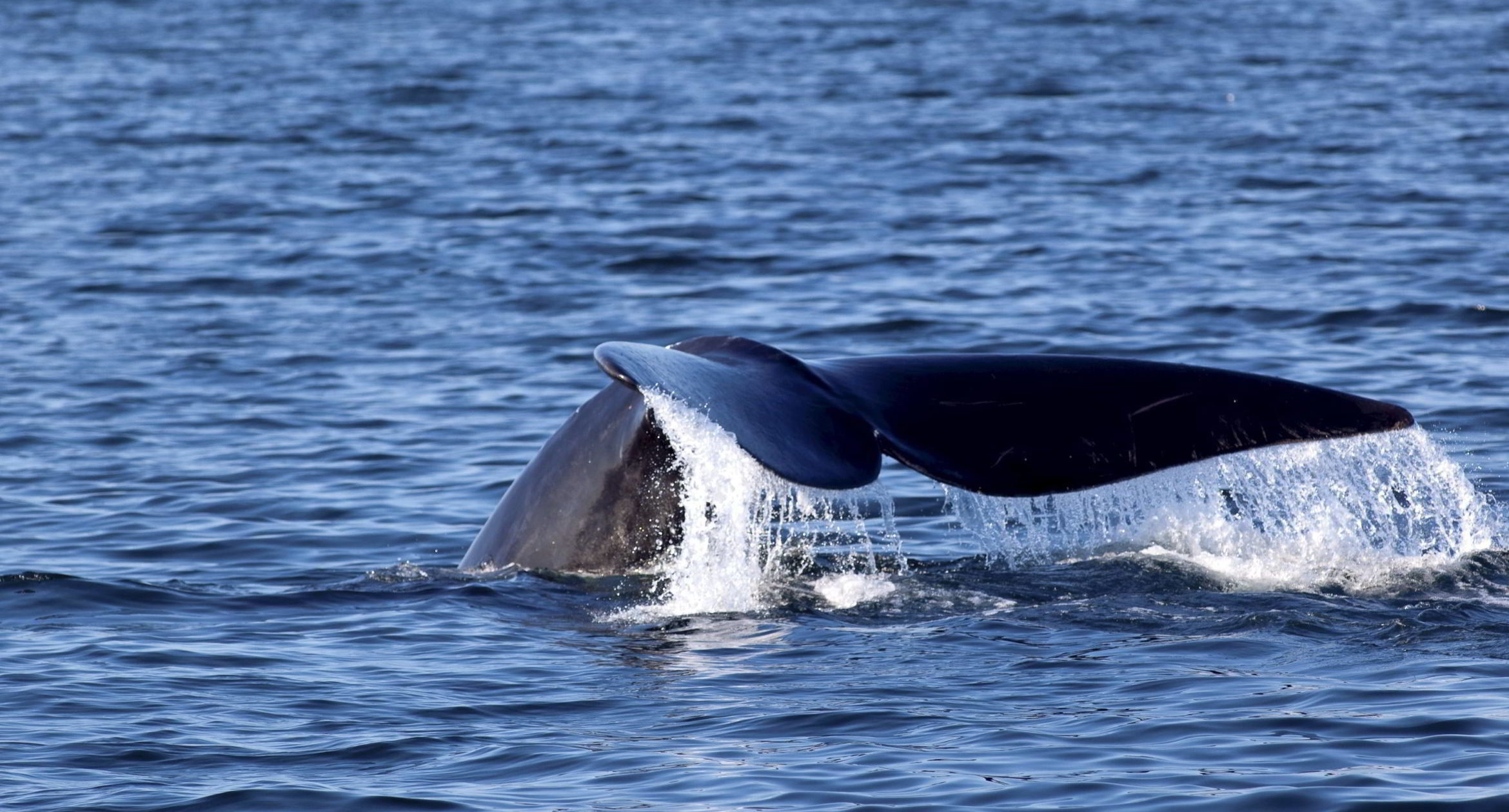 North Atlantic right whale, Bay of Fundy, New Brunswick, Canada.