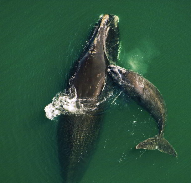 Baleine noire de l'Atlantique Nord avec son baleineau.